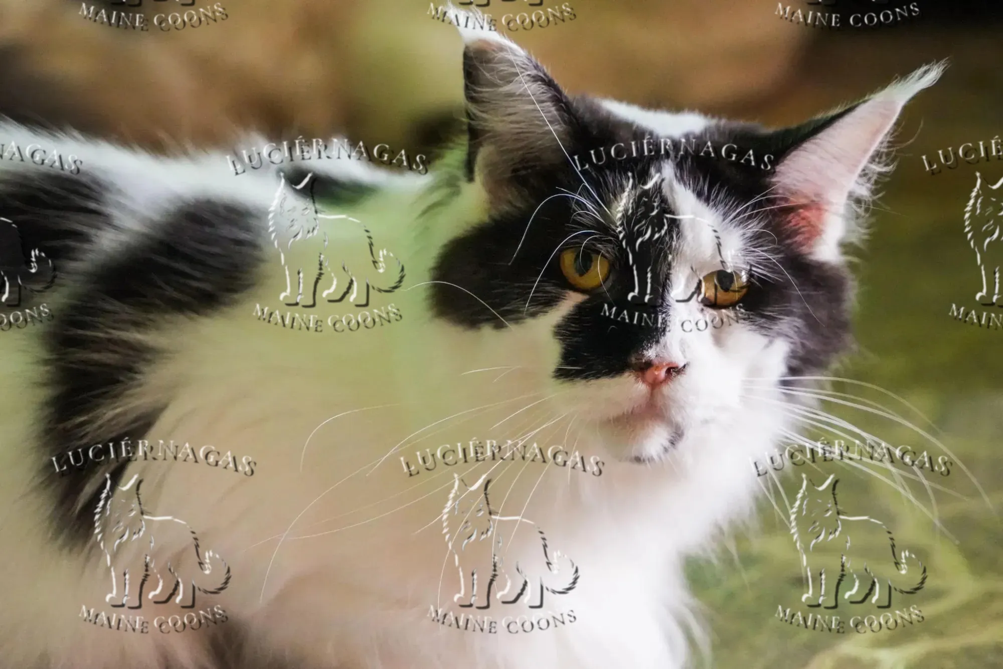 Quirina, Maine Coon black/white