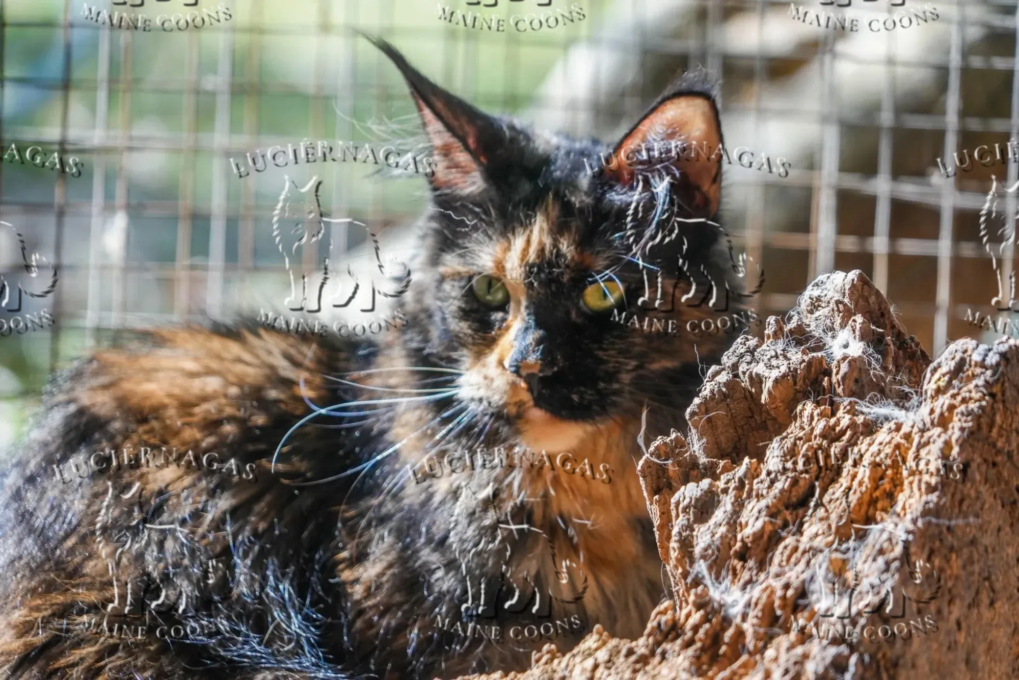 Bonne Nuit, Maine Coon black tortie