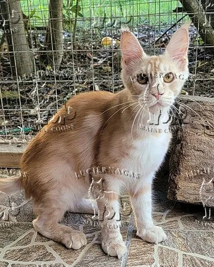 Bohemia, Maine Coon red silver tabby