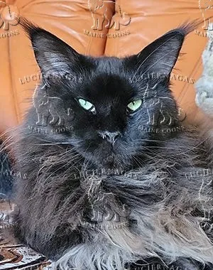 Bebe, Maine Coon black