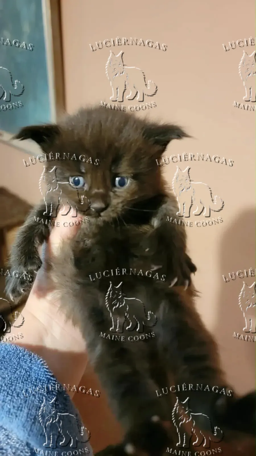 Zorro Z, gatito negro de ojos azules, sostenido en la mano