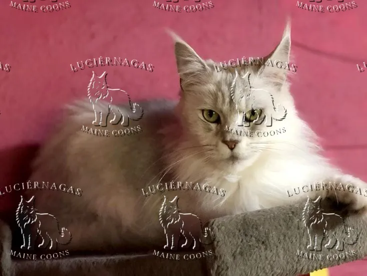 Grace Shalimar, Maine Coon black silver tabby shaded