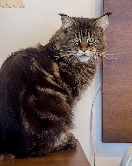 Una gata Maine Coon atigrada, sentada sobre un mueble, mirando a cámara