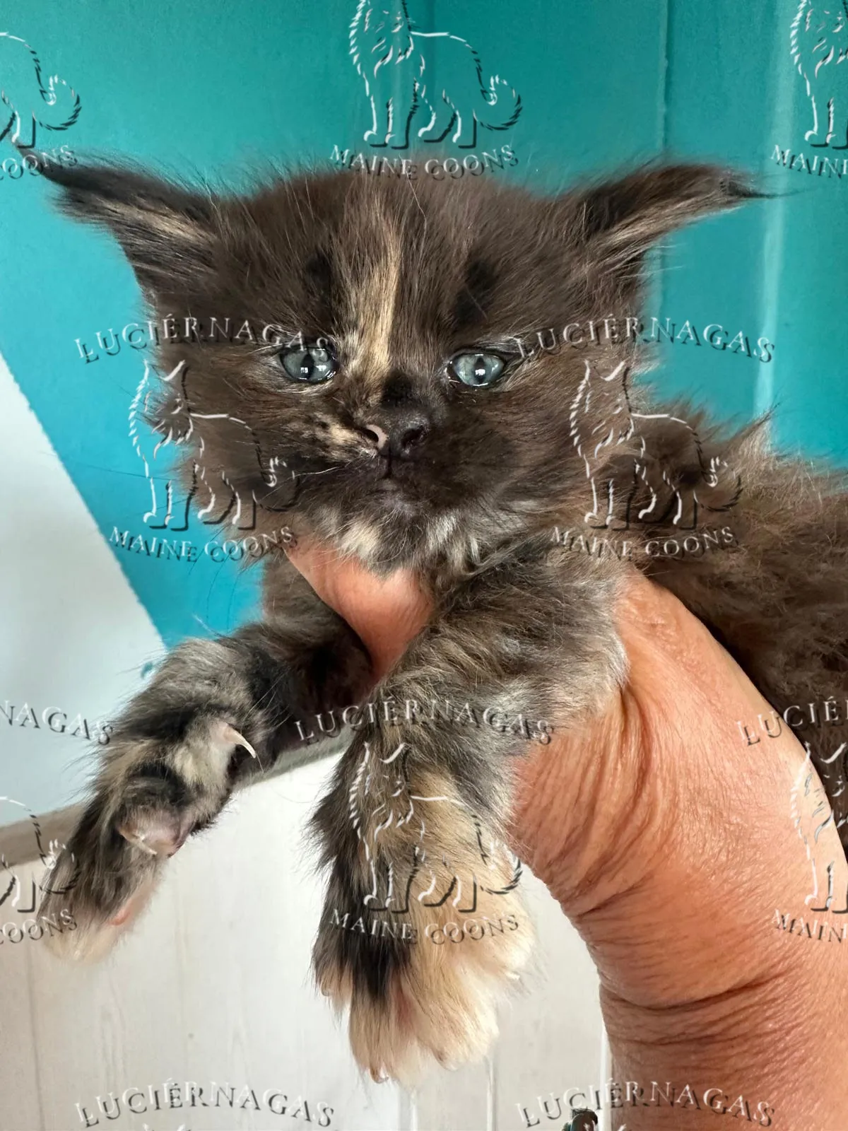 Diadem Maine Coon black tortie