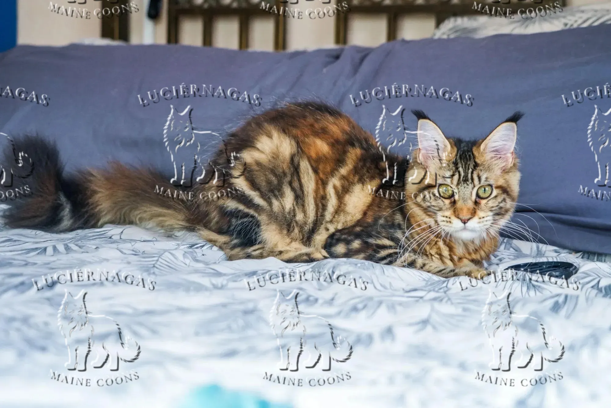 Nahila, Maine Coon