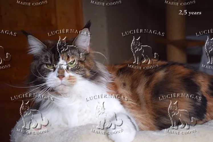 Up Grade, Maine Coon black torbie/white