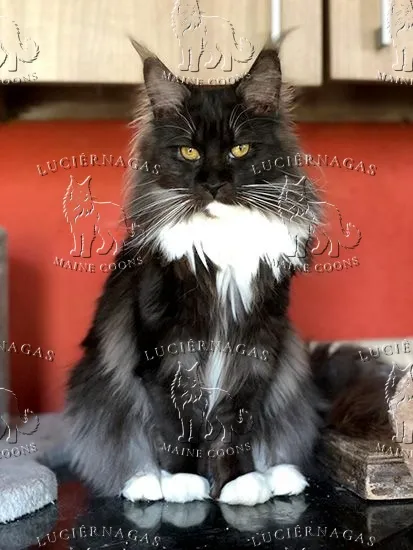 Parvati, Maine Coon black smoke/white
