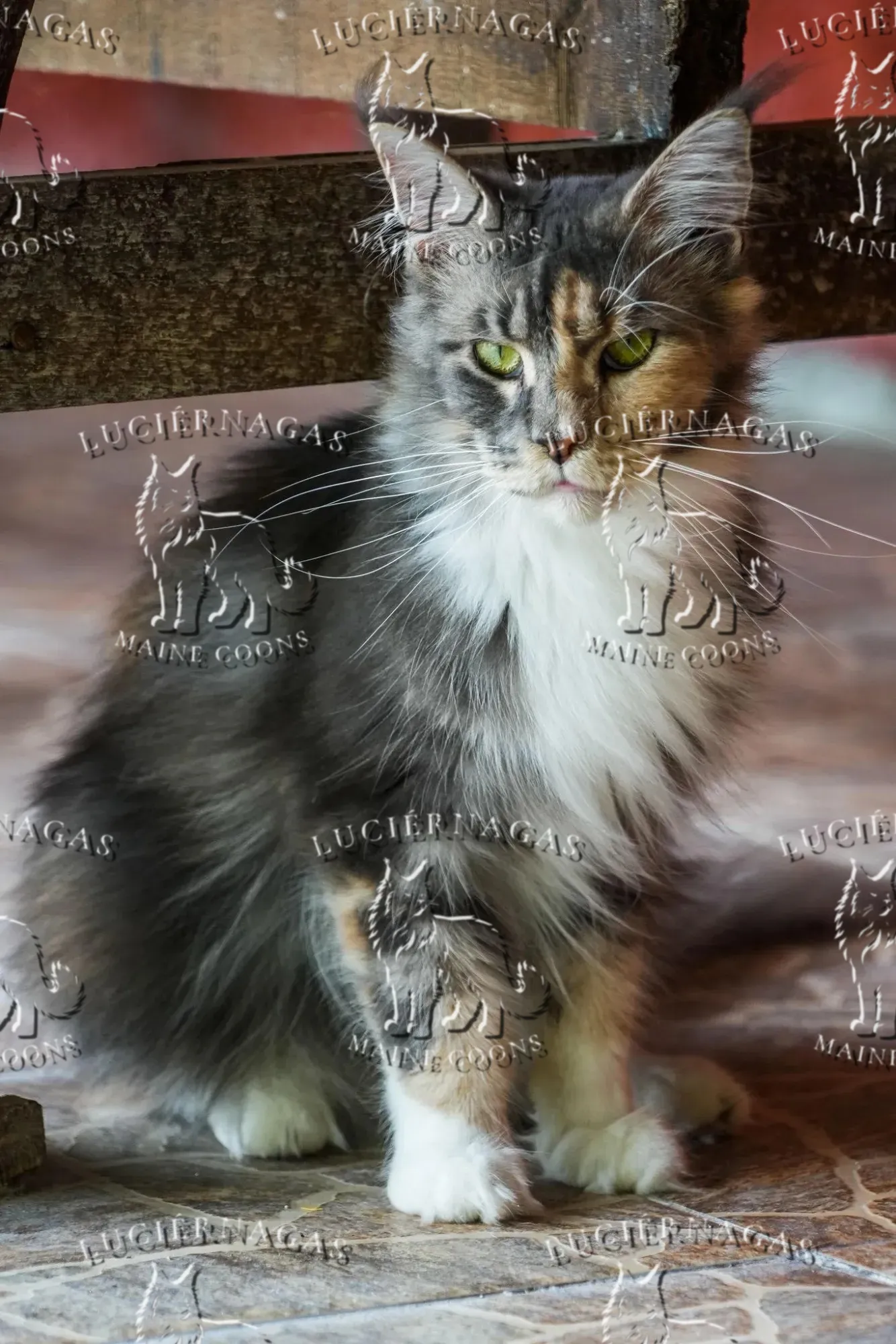 Ekyna, Maine Coon blue silver tabby/white