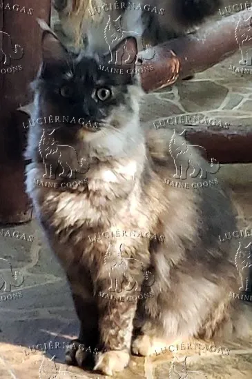 Quickstep, Maine Coon black tortie smoke
