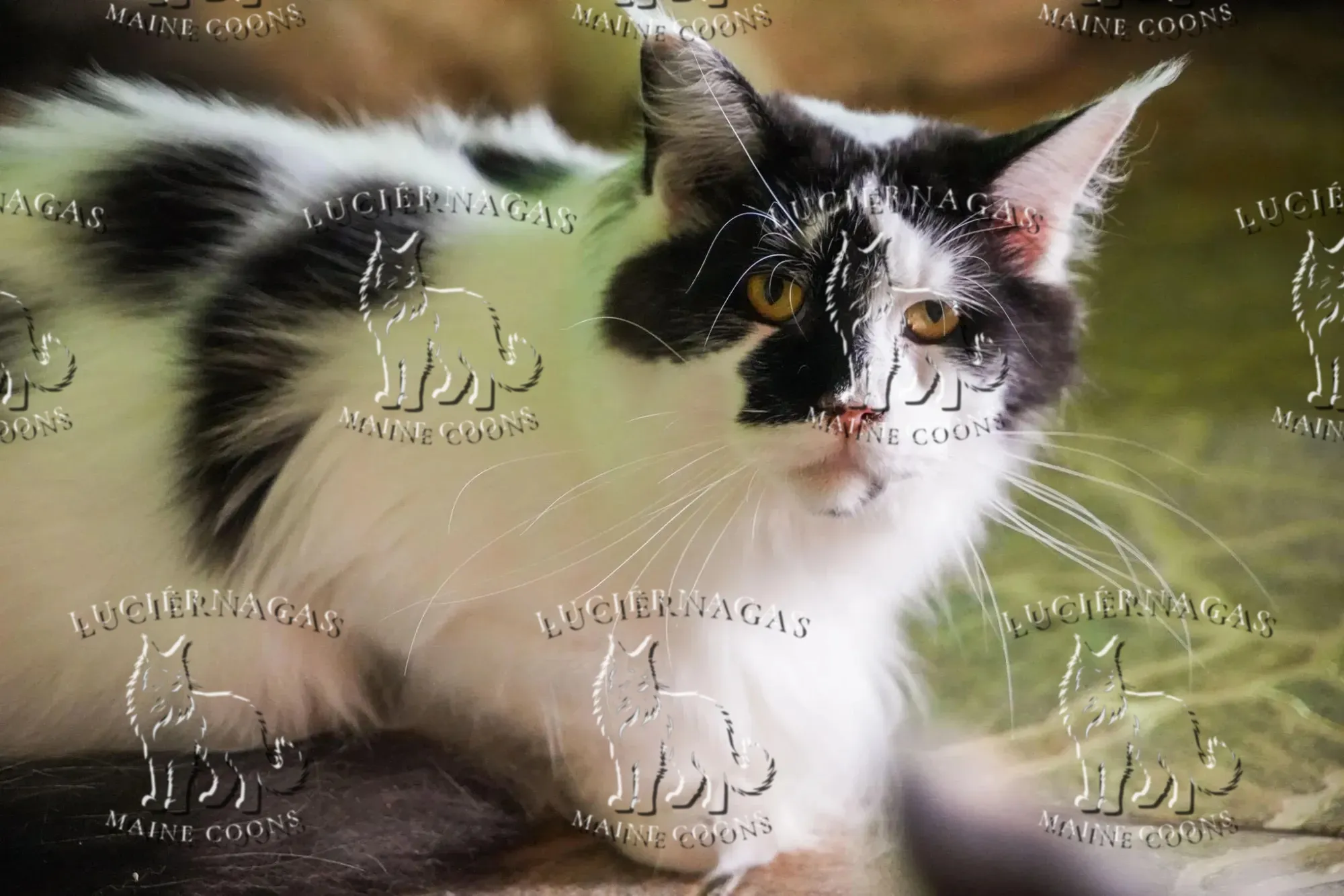 Quirina, Maine Coon black/white