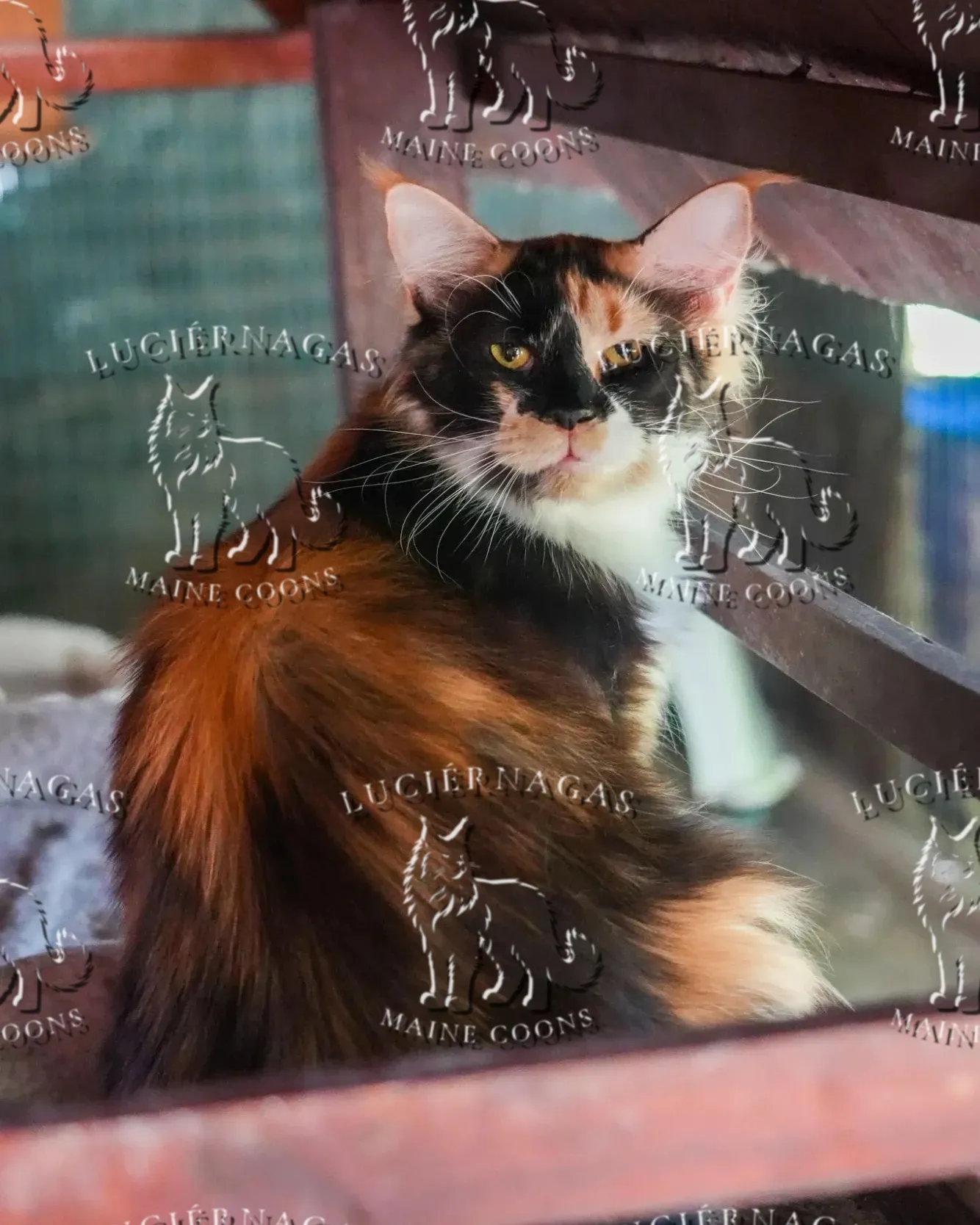 Shimani, Maine Coon
