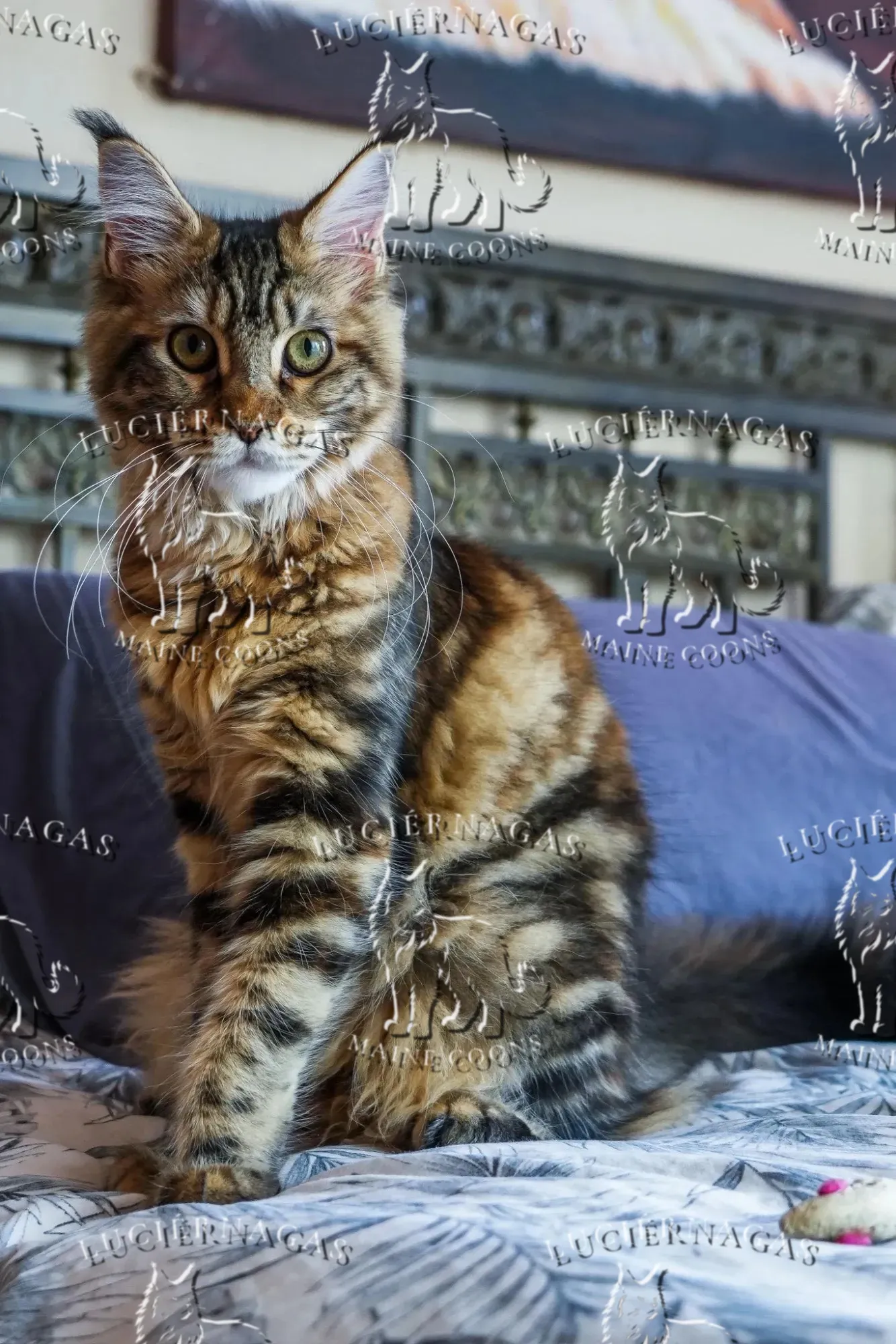Nahila, Maine Coon