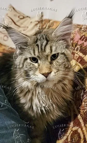 Hurricane, Maine Coon brown classic tabby