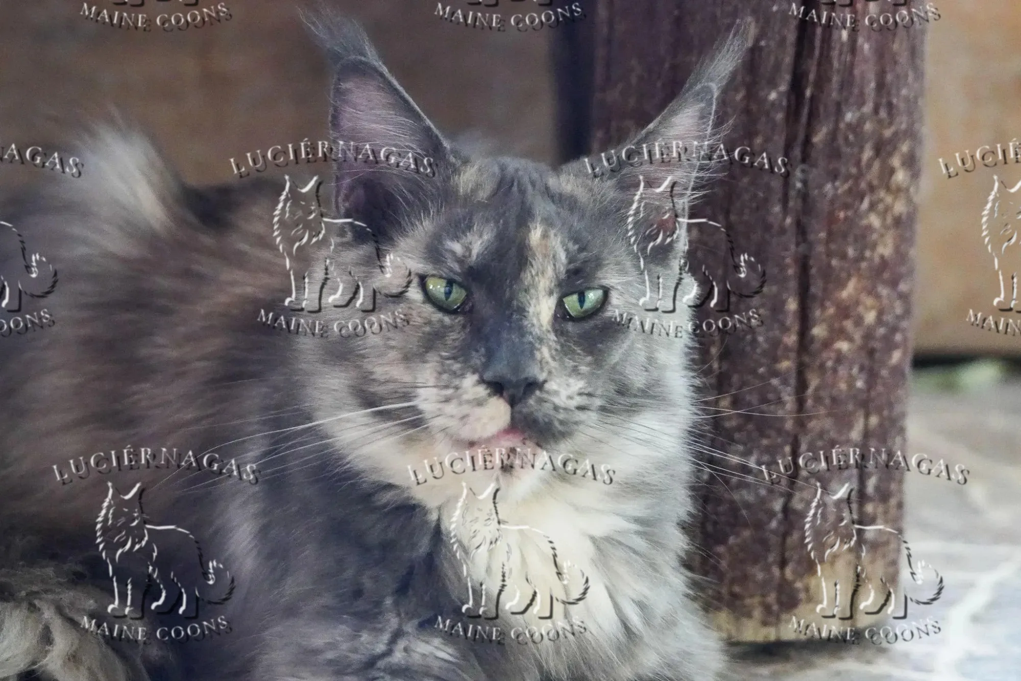Honeymoon, Maine Coon blue tortie smoke