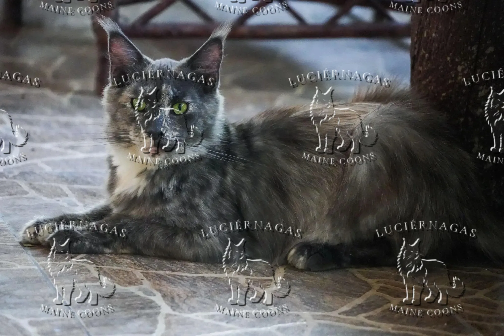 Honeymoon, Maine Coon blue tortie smoke