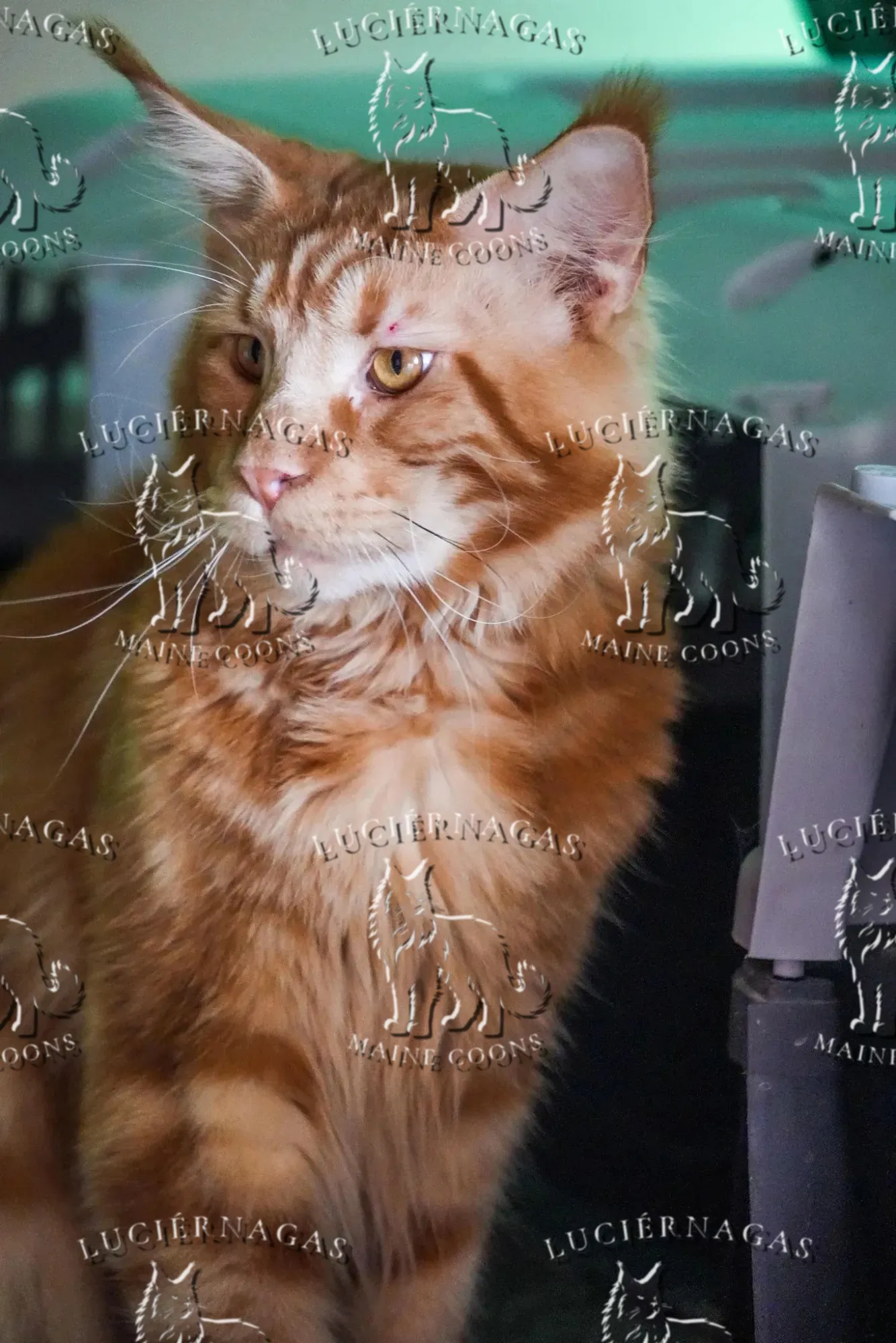 Beethoven, Maine Coon red classic tabby