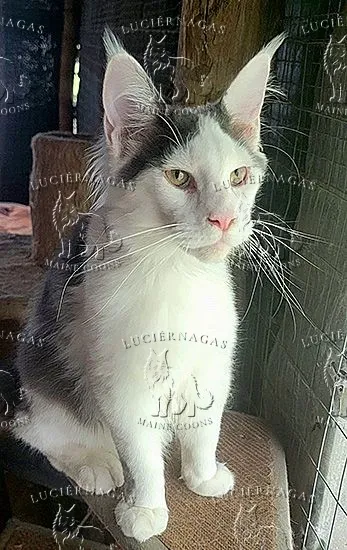 Deluxe, Maine Coon blue/white