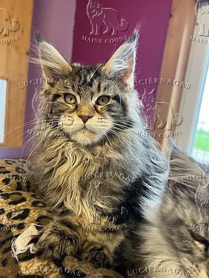 Hurricane, Maine Coon brown classic tabby