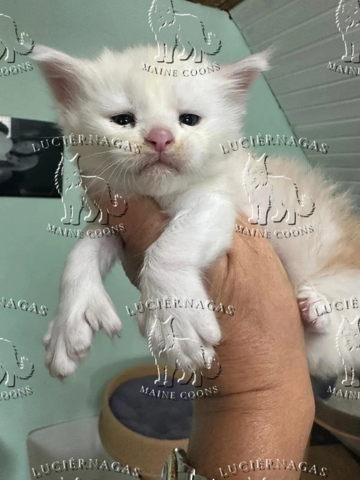 Mary Poppins P, Maine Coon