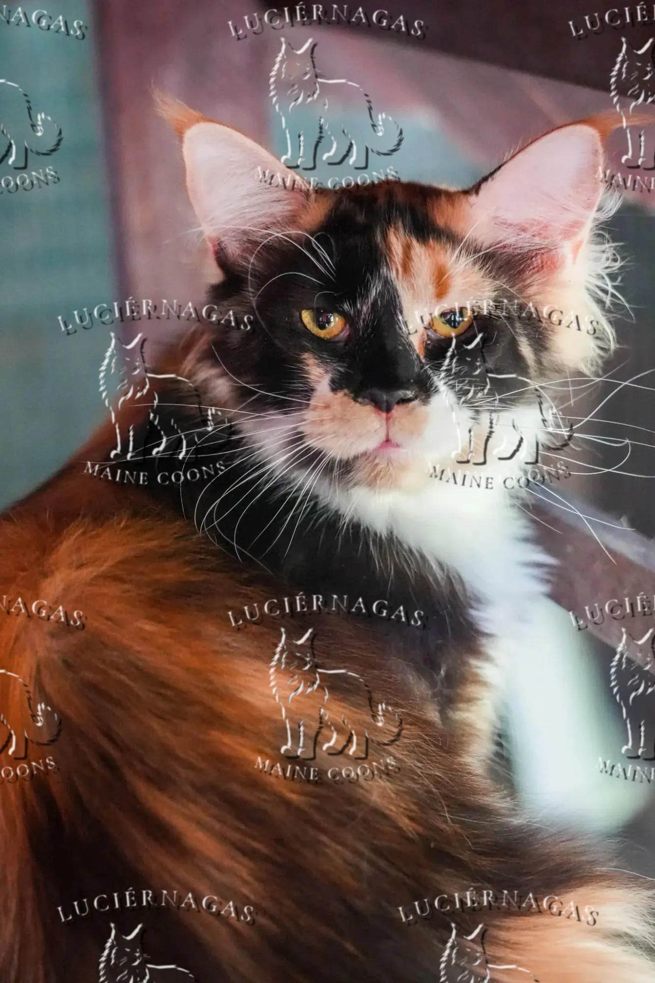Shimani, Maine Coon