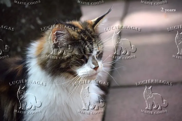 Up Grade, Maine Coon black torbie/white