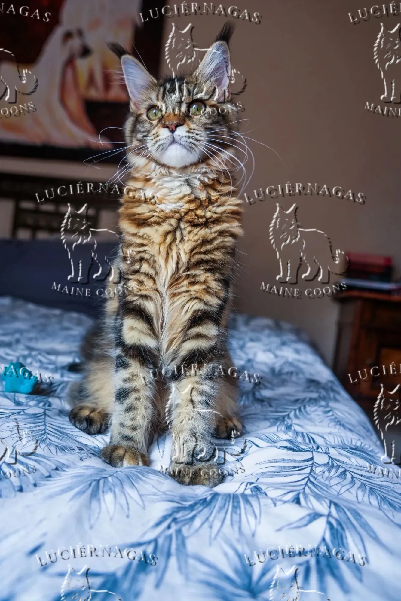 Nahila, Maine Coon