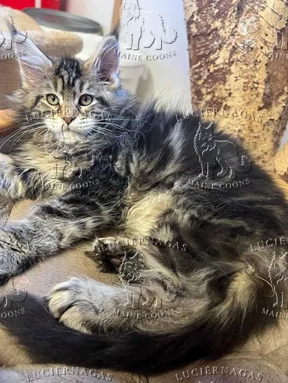 Hurricane, Maine Coon brown classic tabby