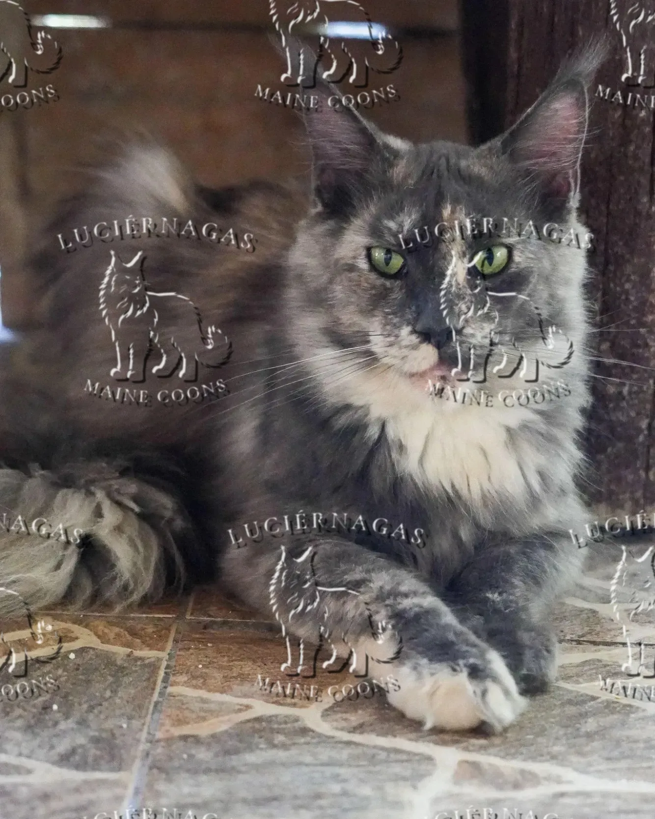 Honeymoon, Maine Coon blue tortie smoke