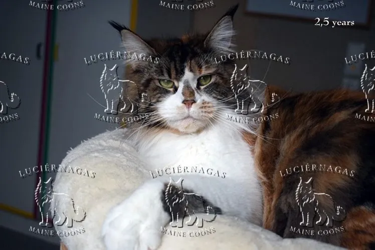 Up Grade, Maine Coon black torbie/white
