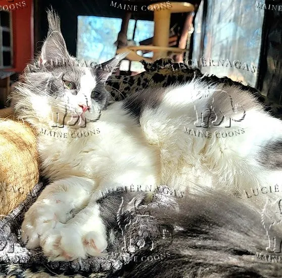Kaali, Maine Coon blue/white