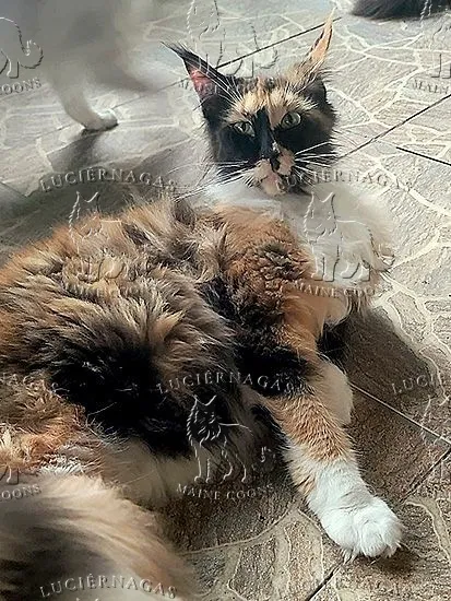 Sunna, Maine Coon black tortie/white
