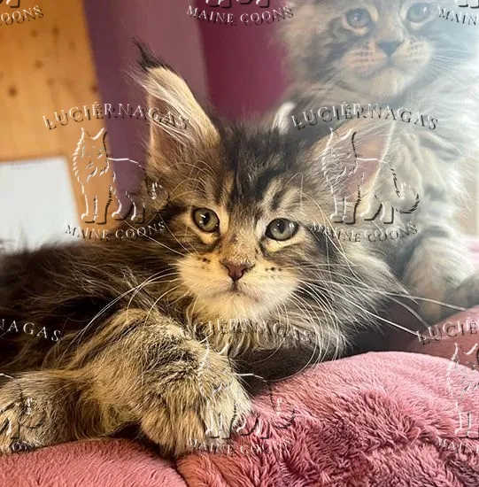 Hurricane, Maine Coon brown classic tabby