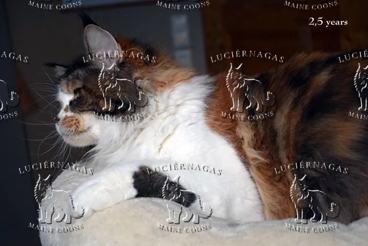 Up Grade, Maine Coon black torbie/white