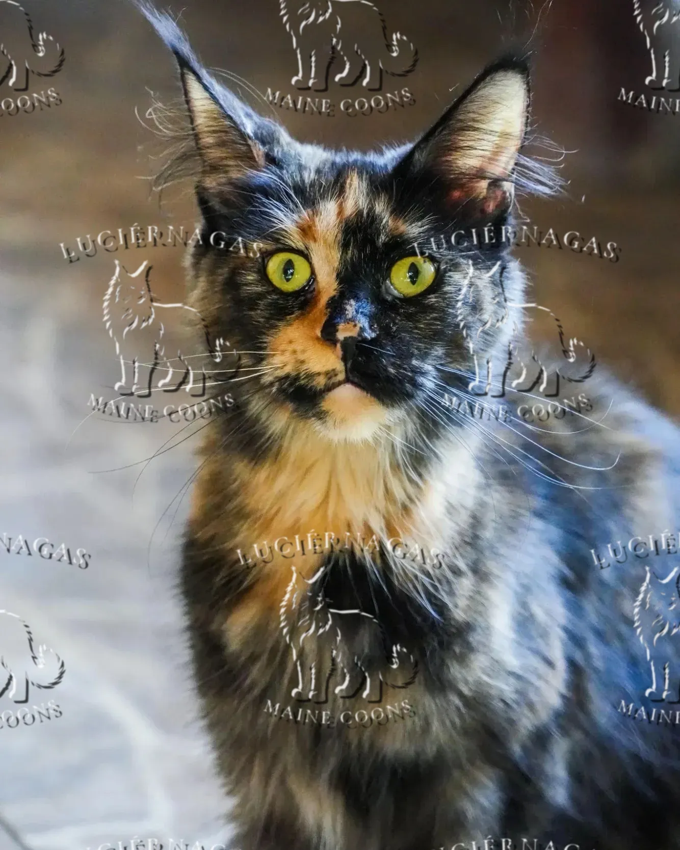 Bonne Nuit, Maine Coon black tortie