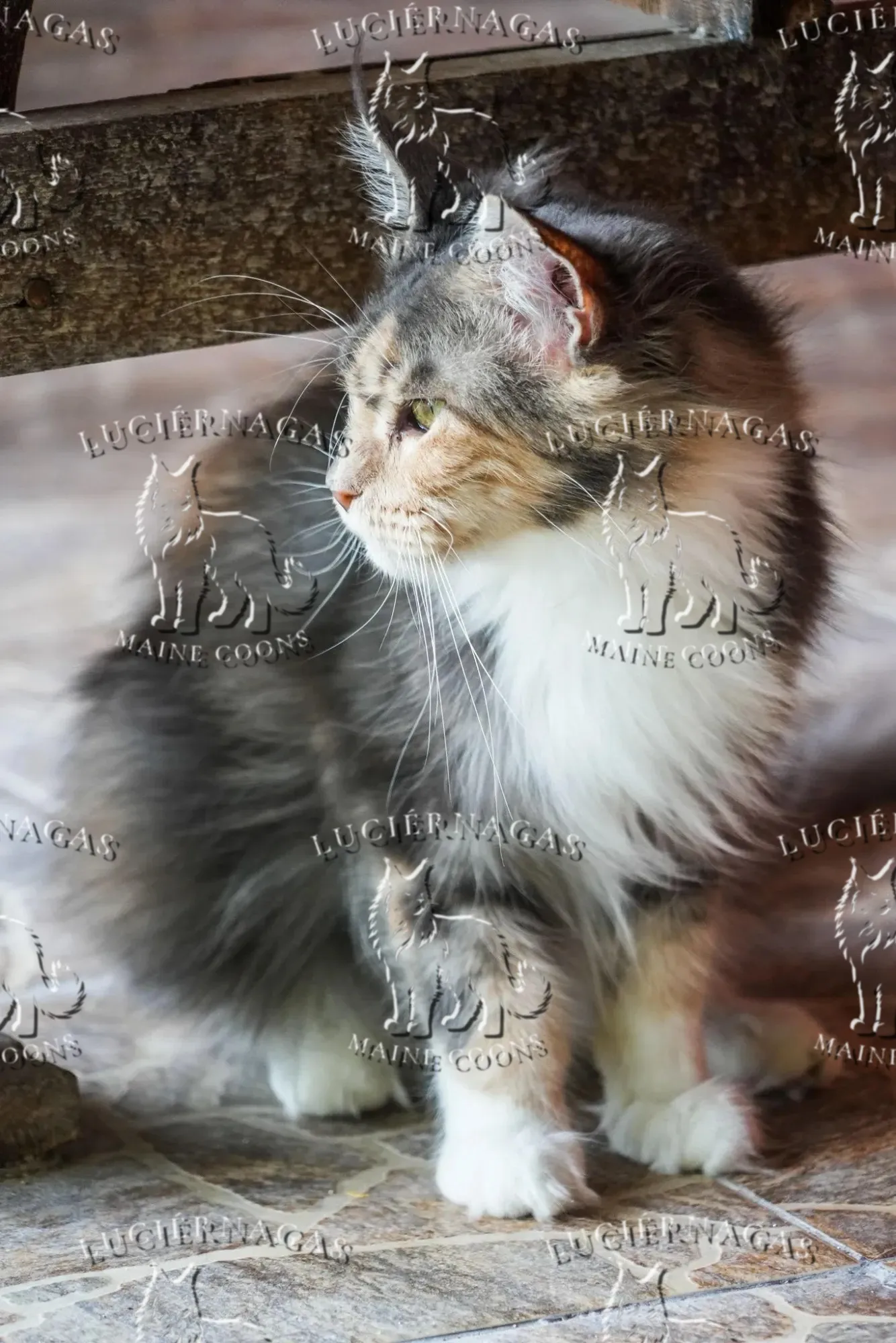 Ekyna, Maine Coon blue silver tabby/white