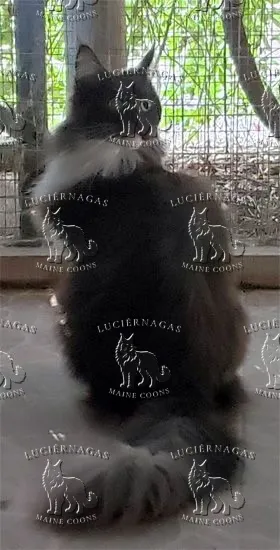 Ying Yang, Maine Coon black smoke/white