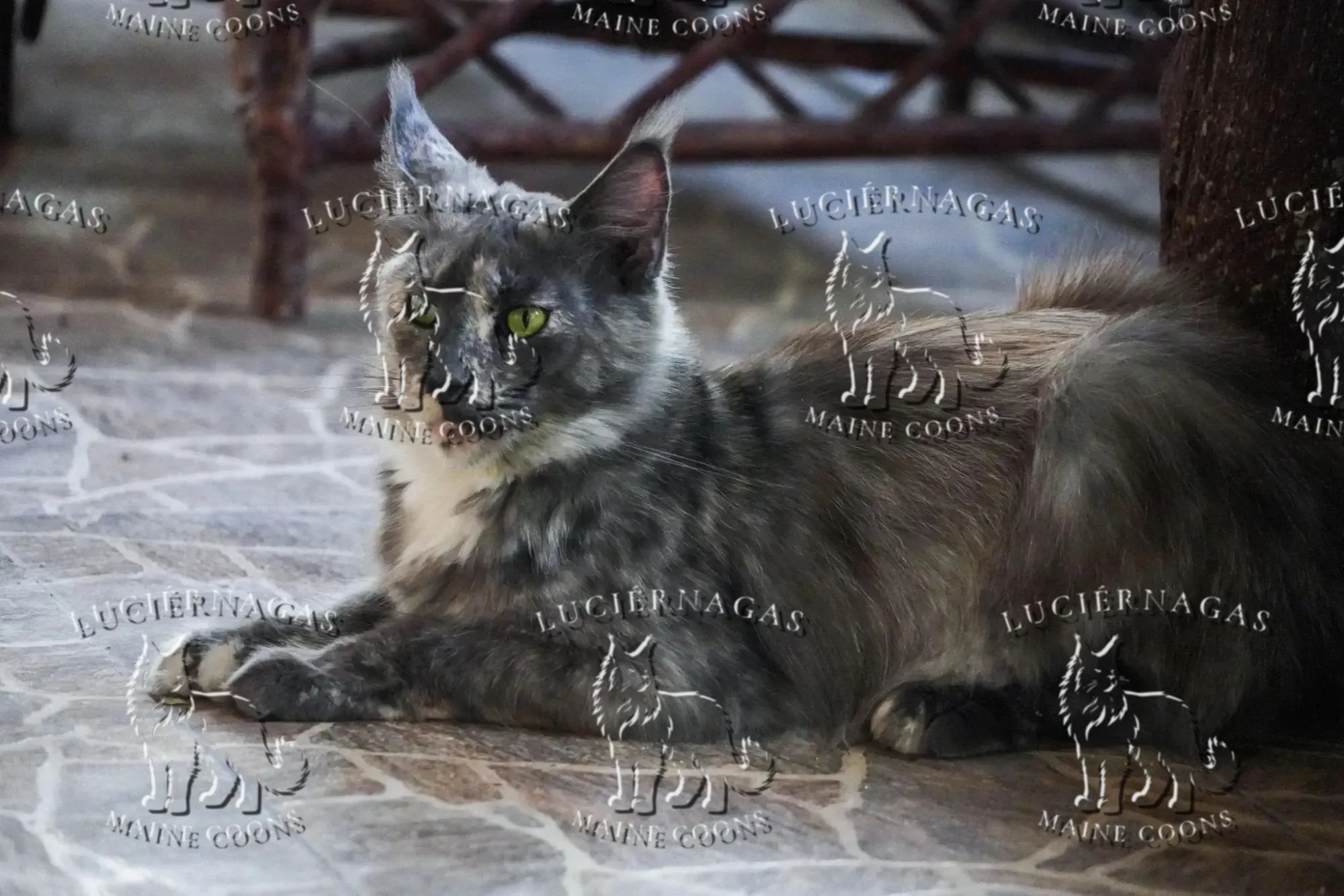 Honeymoon, Maine Coon blue tortie smoke