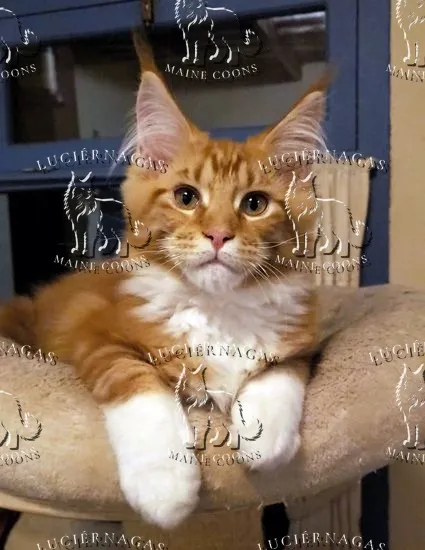 Osiris, Maine Coon red tabby/white