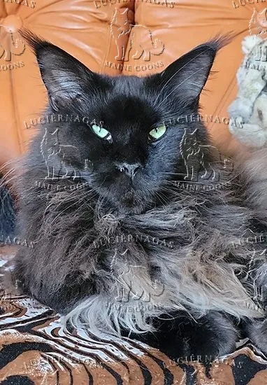 Bebe, Maine Coon black