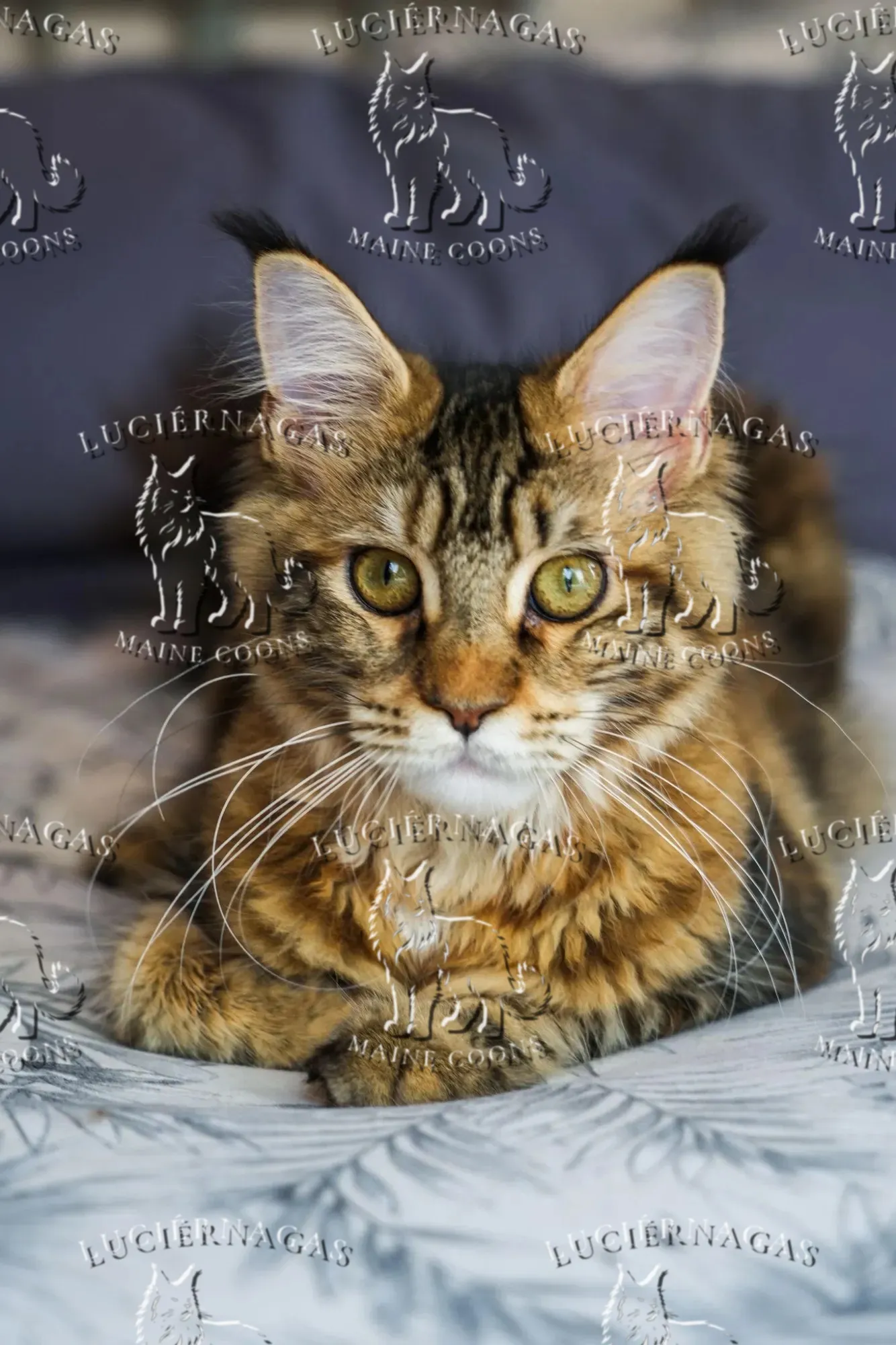 Nahila, Maine Coon