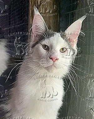 Deluxe, Maine Coon blue/white