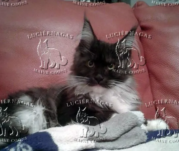 Ying Yang, Maine Coon black smoke/white