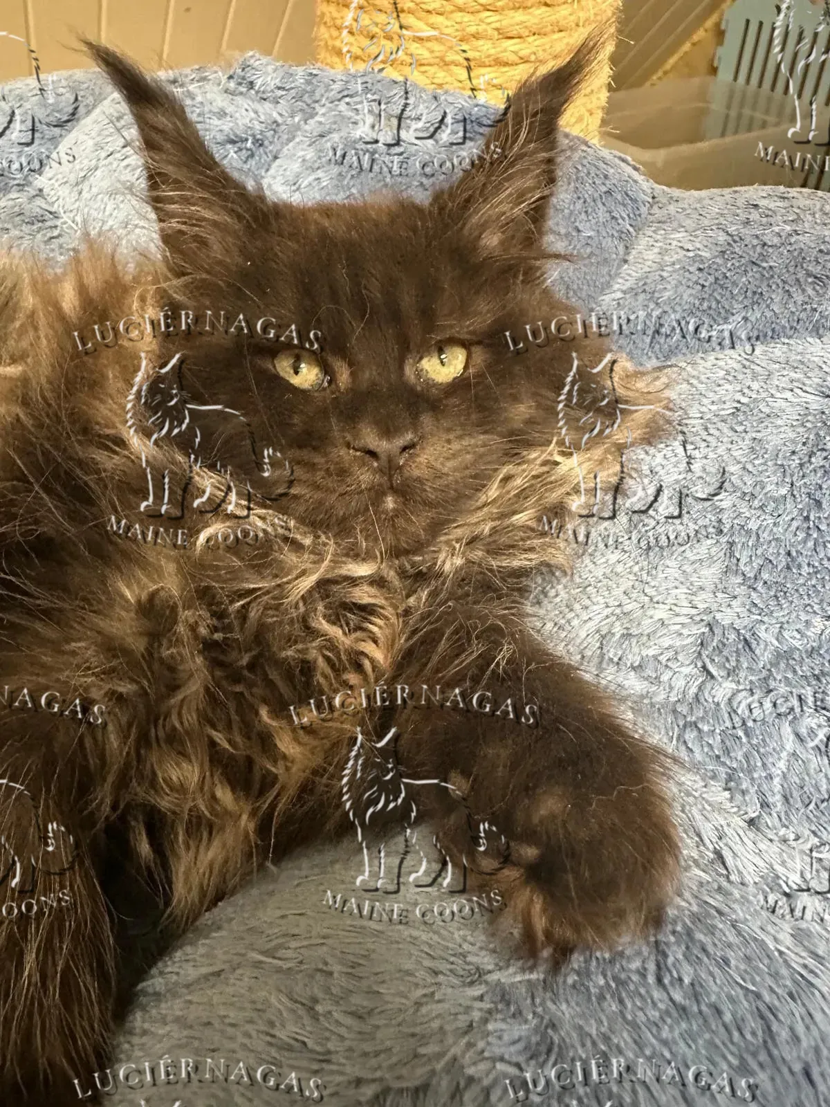 Graf Dracula, Maine Coon