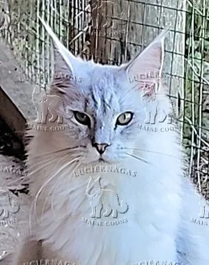Lotus, Maine Coon black silver shaded