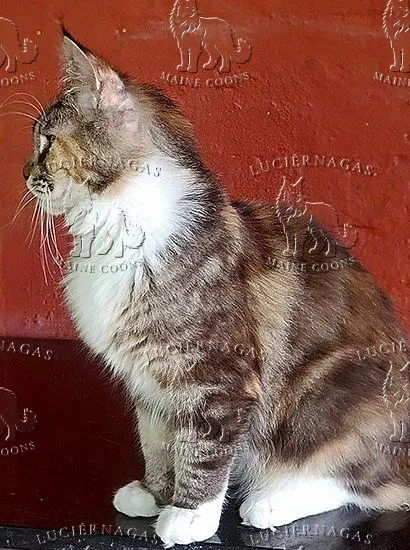 Cassiopeia, Maine Coon black torbie/white