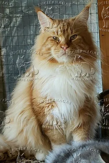 Osiris, Maine Coon red tabby/white