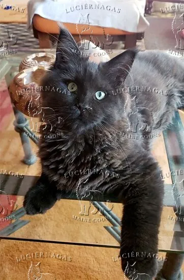 Bebe, Maine Coon black