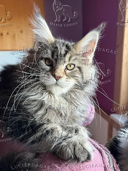Hurricane, Maine Coon brown classic tabby