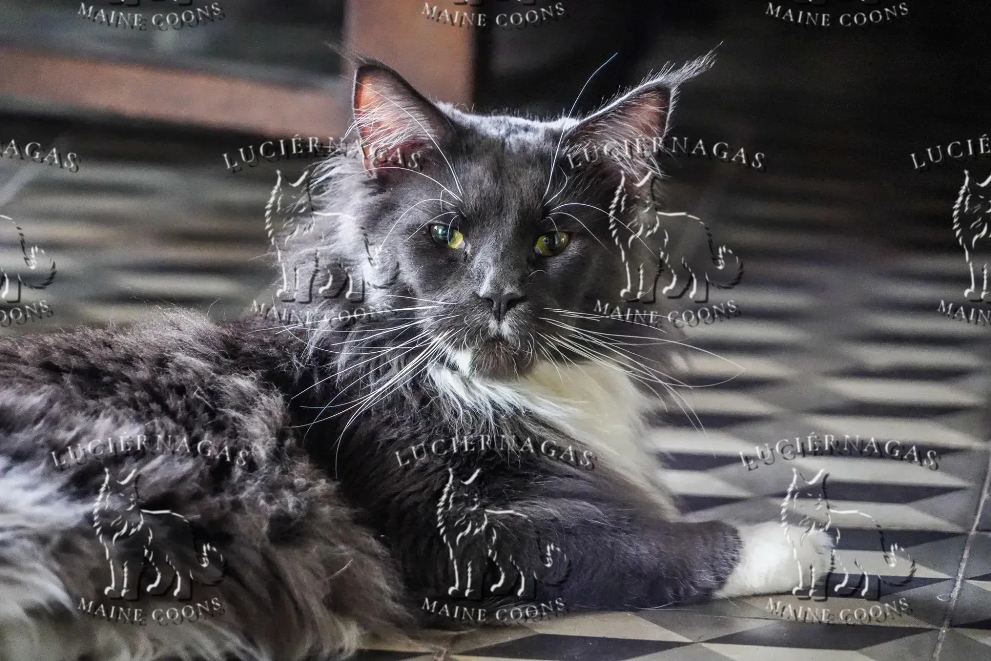 Free Grizzly, Maine Coon blue/white