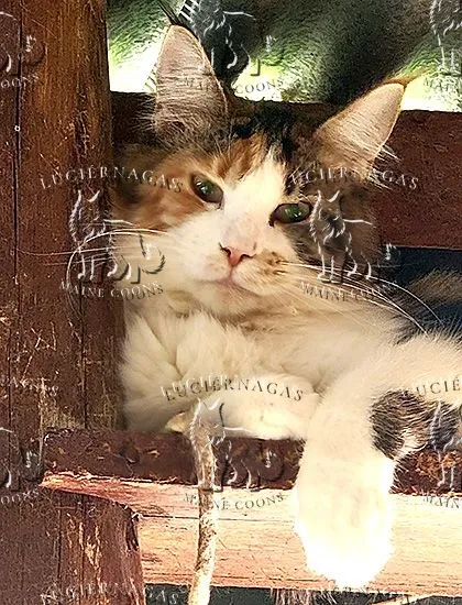 Elmarie, Maine Coon black torbie/white